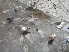 -领主广场