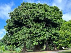 -中国科学院西双版纳热带植物园