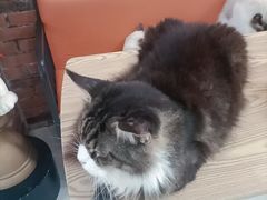 -豆逗聊愈猫阁Easy Life