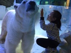 -芜湖新华联大白鲸海洋公园