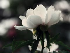 -国家植物园