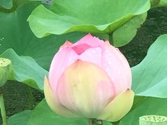 -荷塘月色湿地公园·向阳花洲