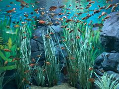 -上海海洋水族馆