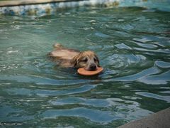 -汪说喵讲宠物乐园宠物酒店(红星美凯龙店)