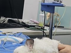 -特一安24小时宠物医院·骨科·中兽医