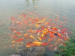 -池杉湖湿地公园