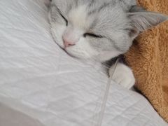 -宠爱国际动物医院· 猫科· 外科·中兽医(长白店)