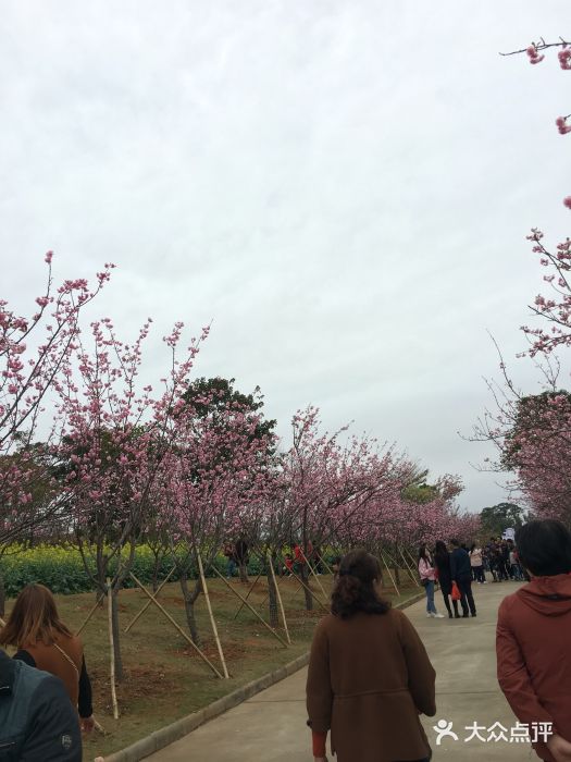 天適櫻花悠樂園圖片