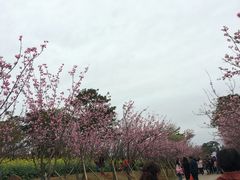 -天适樱花悠乐园