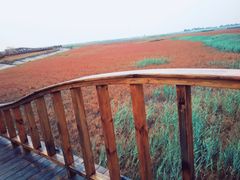 -红海滩国家风景廊道