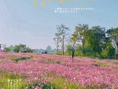 -香蜜公园