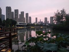 -青枫公园