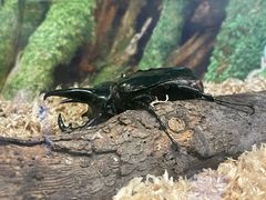 -上海大自然野生昆虫馆(东方明珠·爬宠昆虫探索中心)