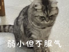 -共舞时光猫咖·狗咖(新街口店)
