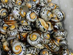 -青岛贝壳博物馆