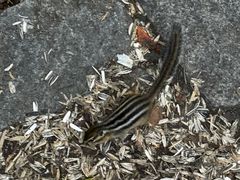 -五营红松林海景区