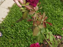 -人民公园(罗湖区)