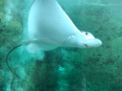 -悉尼海洋生物水族馆