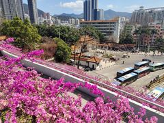 -深圳仙湖植物园-停车场