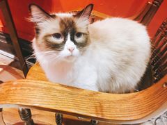 -猫色咖啡·猫咖