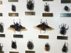 -上海昆虫博物馆