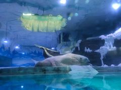 -芜湖新华联大白鲸海洋公园