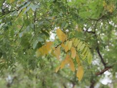 -中央广播电视总台(光华路办公区)