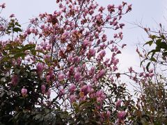 -上海佘山国家森林公园西佘山园