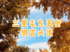 -三里屯东五街银杏大道