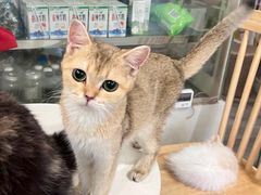 -楼上猫咖(罗湖店)