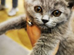 -屋虎猫馆(宝安大仟里店)