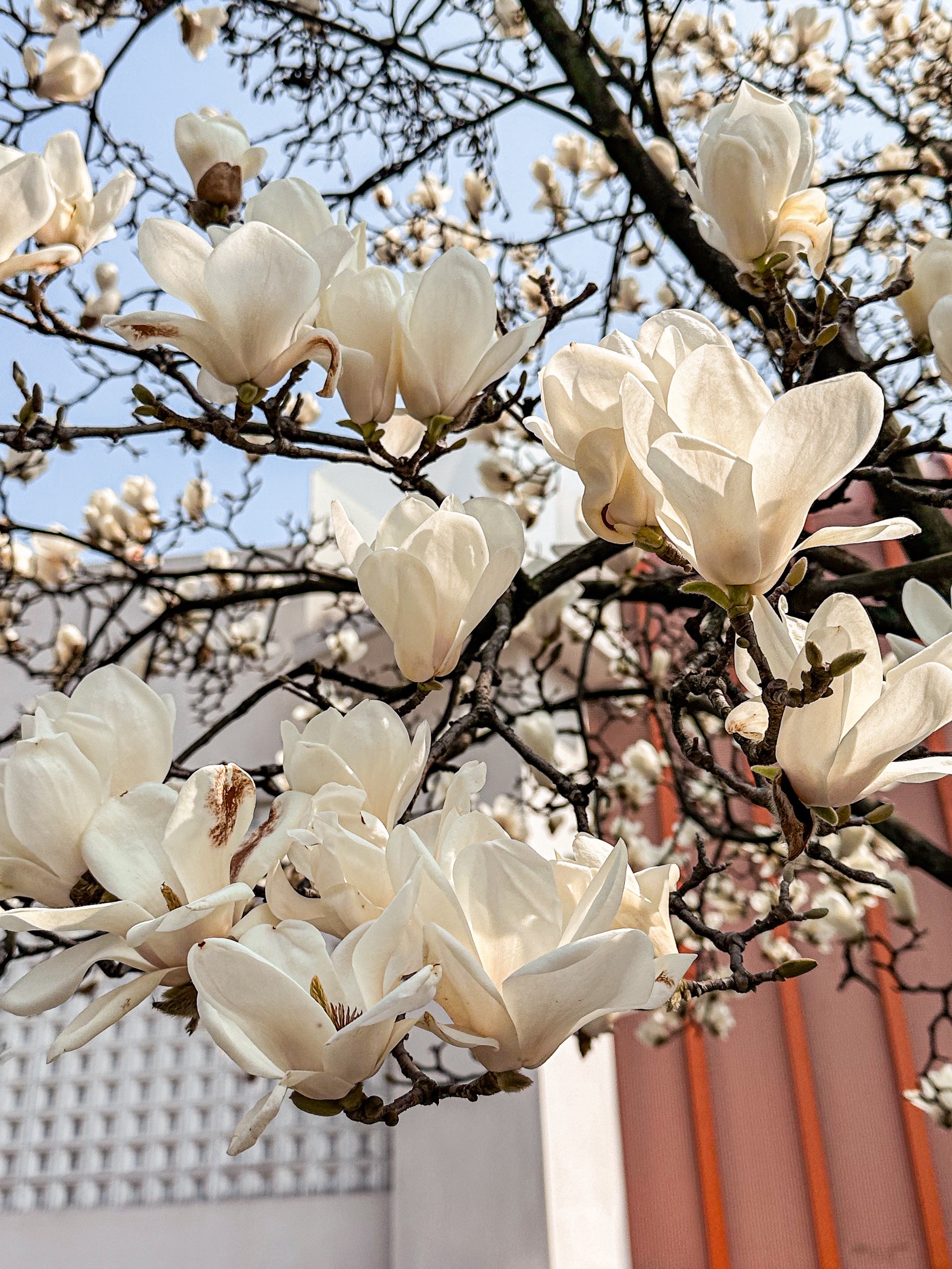 写玉兰花的样子图片