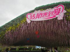 -荷兰花海