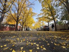 -三里屯东五街银杏大道