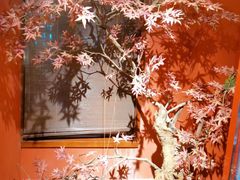 -解家河南菜(金水路店)