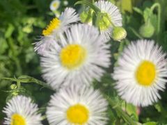 -前小桔亲子创意农场·草莓采摘·露营烧烤