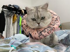 -宠爱国际动物医院· 猫科· 外科·中兽医(长白店)
