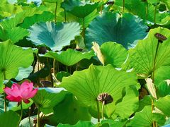 -莲池书院博物馆