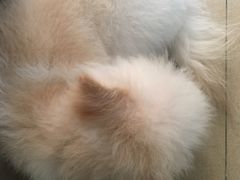 -创凡宠物医院·骨专科  猫科中心(西乡分院)