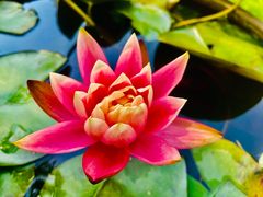 -花开海上生态园