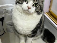 -山宅一喵德文卷毛猫舍