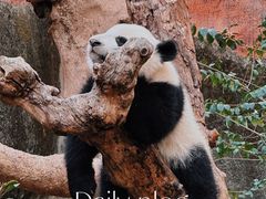 -成都大熊猫繁育研究基地