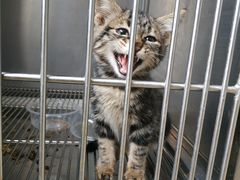 -狗舍宠物医院(四季商业广场店)