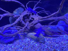 -上海海洋水族馆