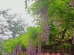 -嘉定紫藤园