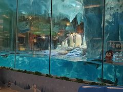 -帝企鹅自助餐厅•儿童岛•真企鹅(长隆企鹅酒店)