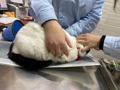 -瑞派名望志远动物医院·猫科·內科·异宠专科(直港大道店)
