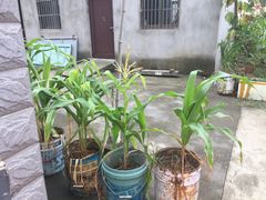 -大莲湖农家乐(青西郊野公园店)