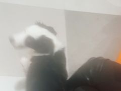 -帕帕拉兹宠物(亚洲旗舰店)