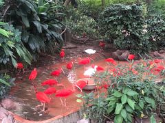 -广州长隆飞鸟乐园